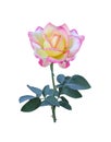 Yellow rose with pink edge  petal blooming and green leaf solated on white background , clipping path Royalty Free Stock Photo