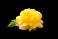 Yellow Rose With Pink Outer Petals