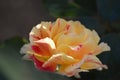 yellow rose with pink stripes. garden rose Maurice Utrillo with natural background