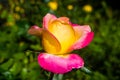 Yellow Rose with Pink Tips Love and Peace Royalty Free Stock Photo