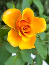 Yellow rose plant.beauty flower Royalty Free Stock Photo