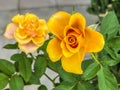 Yellow rose plant.beauty flower Royalty Free Stock Photo