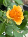 Yellow rose plant.beauty flower Royalty Free Stock Photo