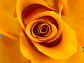 Yellow rose plant.beauty flower Royalty Free Stock Photo