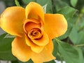 Yellow rose plant.beauty flower Royalty Free Stock Photo