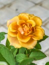 Yellow rose plant.beauty flower Royalty Free Stock Photo