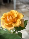 Yellow rose plant.beauty flower Royalty Free Stock Photo