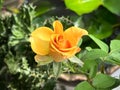 Yellow rose plant.beauty flower Royalty Free Stock Photo