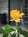 Yellow rose plant.beauty flower Royalty Free Stock Photo