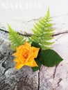 Yellow rose and porch on a stone background.