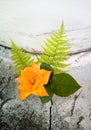 Yellow rose and porch on a stone background.