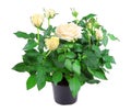 Yellow rose in a pot isolated on a white background. Gardening. House plant