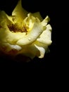 Yellow Rose pretty and lovely peace Royalty Free Stock Photo