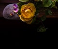 Yellow rose and purple rose petals on the stone, dark background. View from above