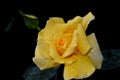 Yellow rose with rain drops Royalty Free Stock Photo