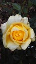 Yellow rose Royalty Free Stock Photo