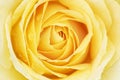 Yellow Rose with Raindrops Royalty Free Stock Photo