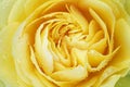Yellow Rose with Raindrops Royalty Free Stock Photo