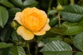 Yellow rose with raindrops Royalty Free Stock Photo