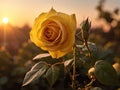 Yellow rose with raindrops in the garden, close-up Royalty Free Stock Photo