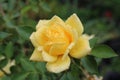 Yellow rose with raindrops. Royalty Free Stock Photo