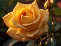 Yellow rose with raindrops in the garden, close-up Royalty Free Stock Photo