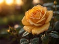 Yellow rose with raindrops in the garden, close-up Royalty Free Stock Photo