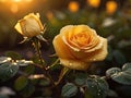 Yellow rose with raindrops in the garden, close-up Royalty Free Stock Photo