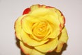 Yellow rose with red border on white background