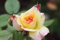 Yellow rose with red ends