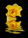 A yellow rose reflected on black water