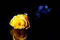 Yellow rose on reflective surface