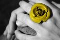 Yellow rose ring Royalty Free Stock Photo