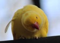 Yellow Rose ringed parakeet Royalty Free Stock Photo