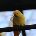 Yellow Rose ringed parakeet Royalty Free Stock Photo