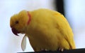 Yellow Rose ringed parakeet Royalty Free Stock Photo