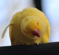 Yellow Rose ringed parakeet Royalty Free Stock Photo
