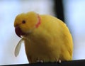 Yellow Rose ringed parakeet Royalty Free Stock Photo