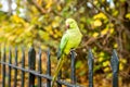 Yellow Rose-ringed parakeet sitting on a fence with yellow trees in the background Royalty Free Stock Photo