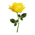 Yellow Rose-Rosa sp., This image is available for