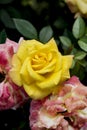 yellow rose