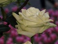 Yellow rose, rose petals, yellow rose blossom, pink background