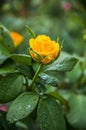 Yellow rose. Rose and raindrops
