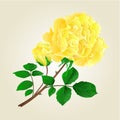 Yellow rose and rosebud vintage vector
