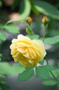 Yellow rose with rosebuds in a garden