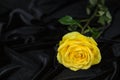 Yellow rose on a rumpled black velvet