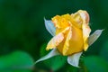 Yellow rose shot on green background.