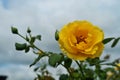 Yellow rose Single Royalty Free Stock Photo