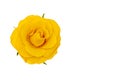 Single yellow rose flower with green leaves, isolated on white background, top view Royalty Free Stock Photo