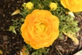 Yellow rose in summer Royalty Free Stock Photo